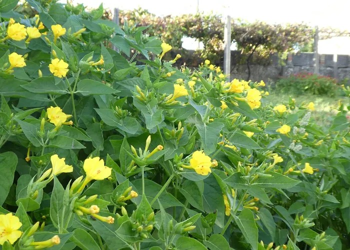 Ferienhaus Don Armando Bueu