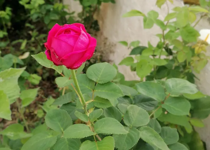 Don Armando Ferienhaus