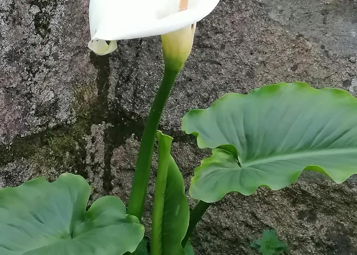 Dom wakacyjny Don Armando